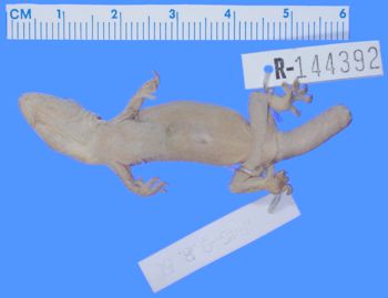 Media type: image; Herpetology R-144392
